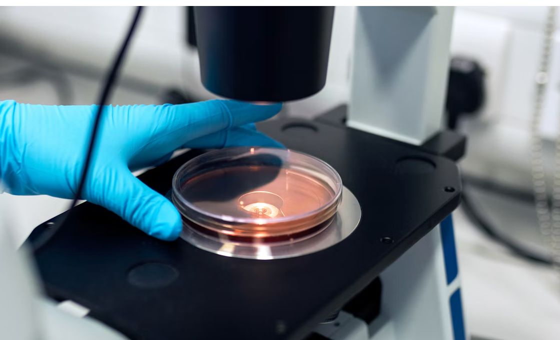 A stem cell scientist observes cultured cells under a microscope